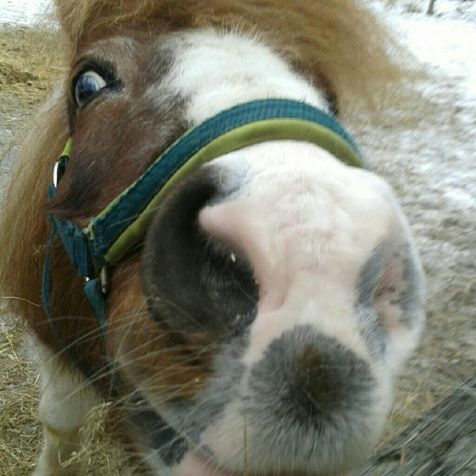 Anden særlig race Indiana (Indi) - Heyyy venner!:D billede 7