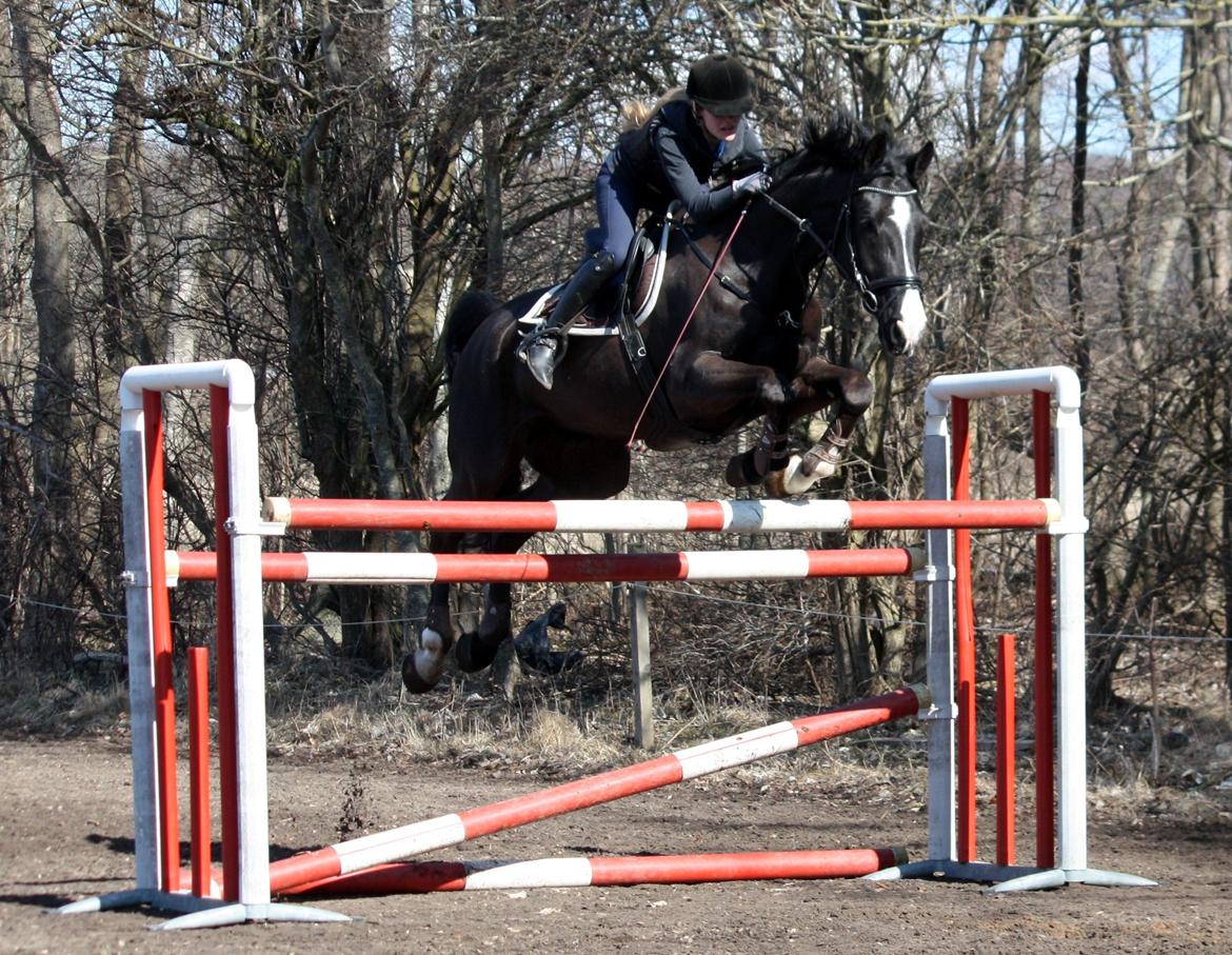 Hannoveraner Amando 29 - Spring d. 6. april 2013 ~ 140 cm ~ første gang vi springer ude billede 3