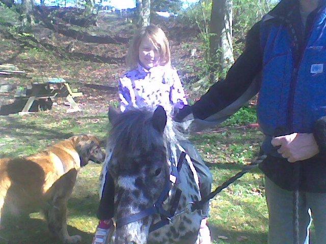 Knabstrupper Flipper billede 13