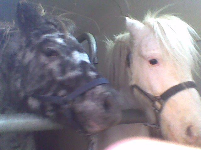 Knabstrupper Flipper billede 14