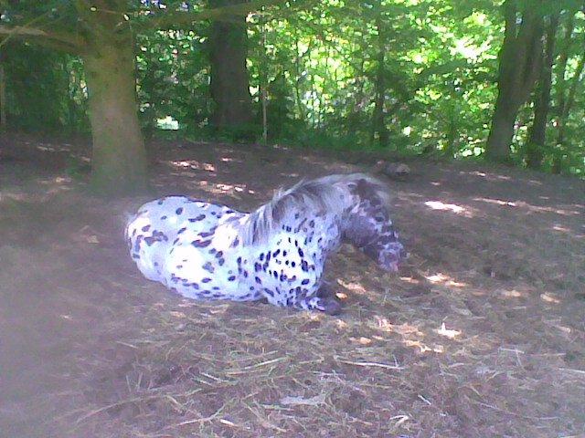 Knabstrupper Flipper billede 15