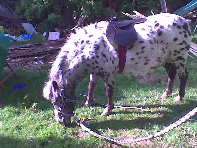 Knabstrupper Flipper billede 16