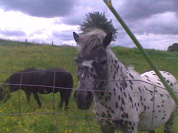 Knabstrupper Flipper billede 4