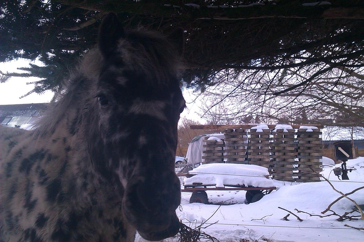 Knabstrupper Flipper billede 17