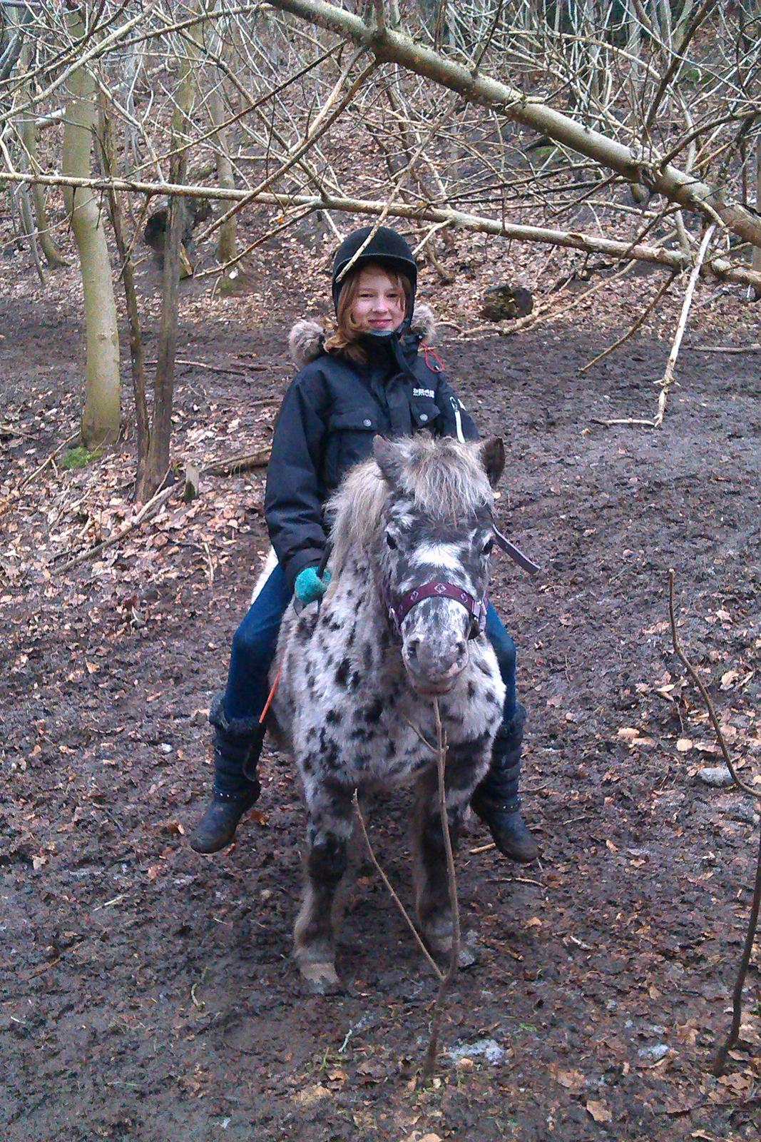 Knabstrupper Flipper - min 2 tur på flipper uden trækker billede 18