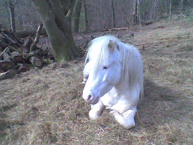 Knabstrupper Oskar R.I.P. (englen) billede 3