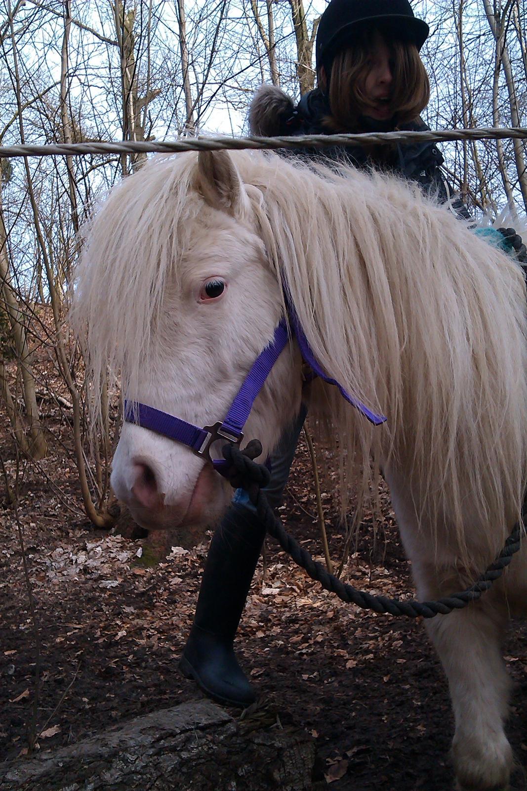 Knabstrupper Oskar R.I.P. (englen) billede 1