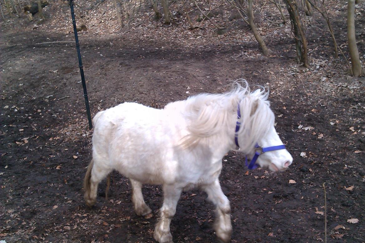 Knabstrupper Oskar R.I.P. (englen) billede 7