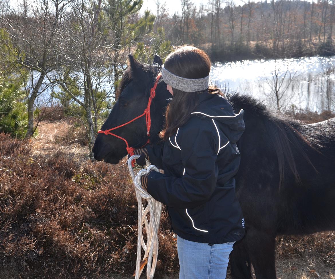 Fell pony Strandgaardens Black Jack - På gåtur ved søerne. :-) billede 10