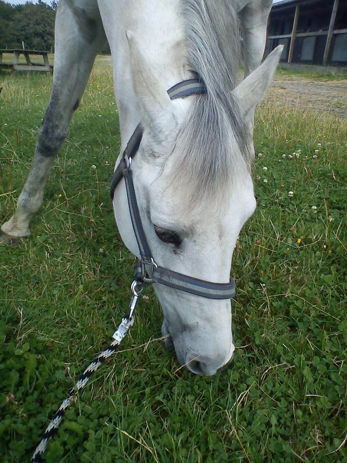 Hollandsk Sportspony V.P. Hestia billede 6