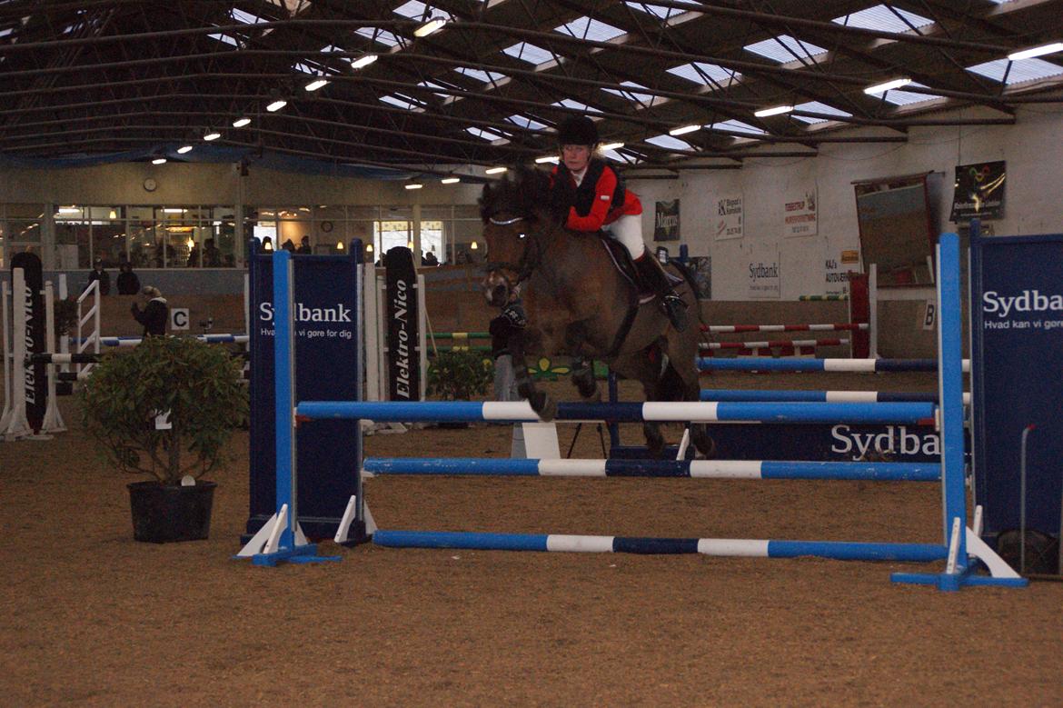 New Forest Debbie <3 - LA Kallehavegaard marts 2013 billede 14