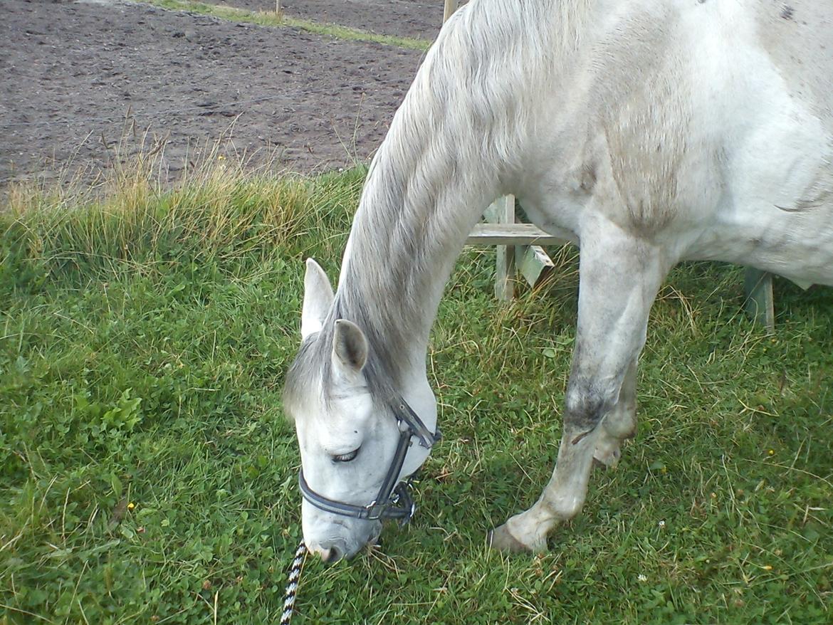 Hollandsk Sportspony V.P. Hestia billede 9