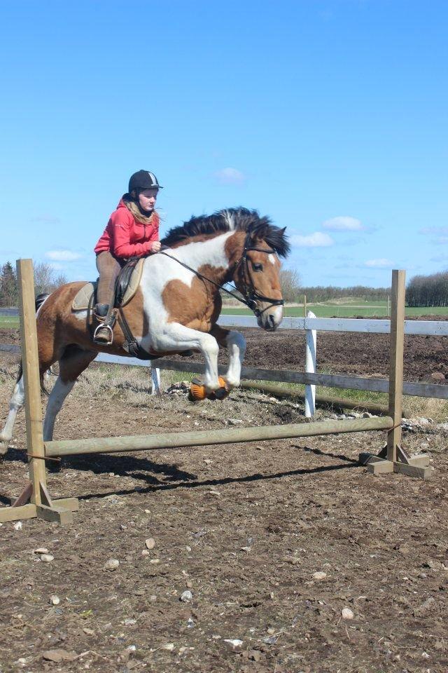 Pinto Graffiti - 12. Springning på prinse ponyen <3 billede 12