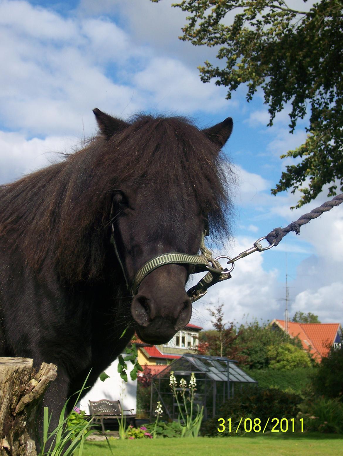 Shetlænder Loke billede 3