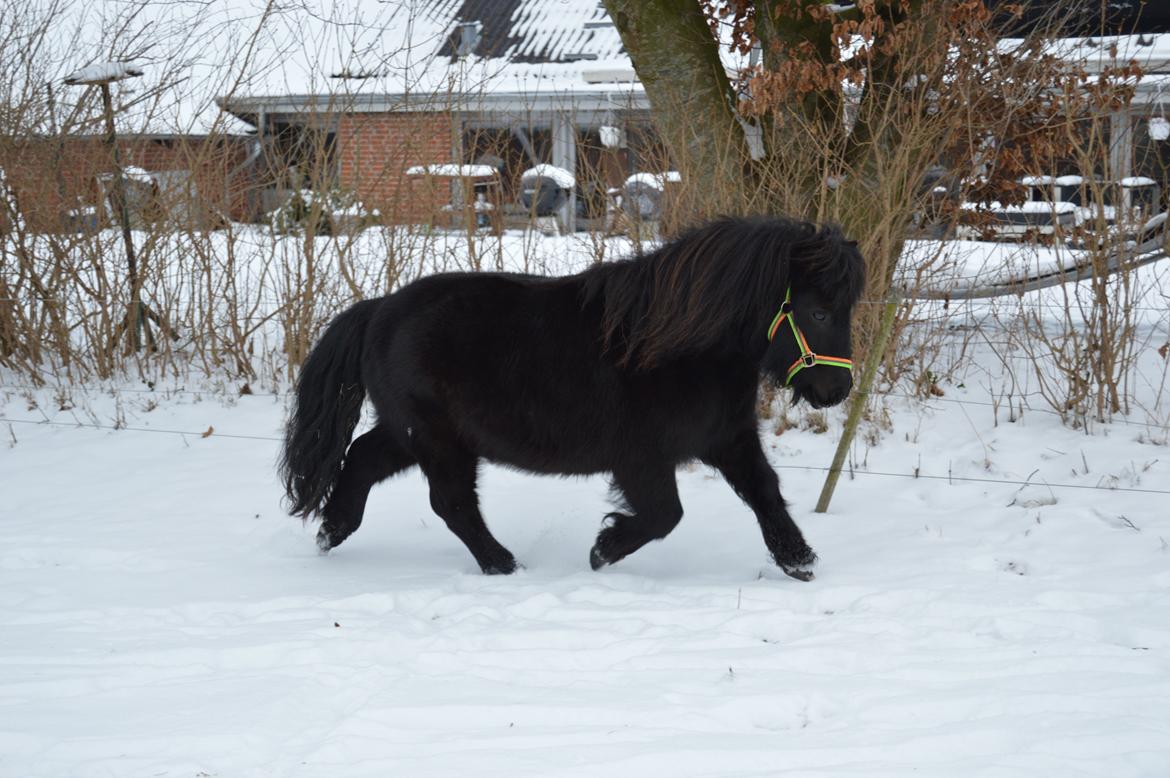 Shetlænder Loke billede 2