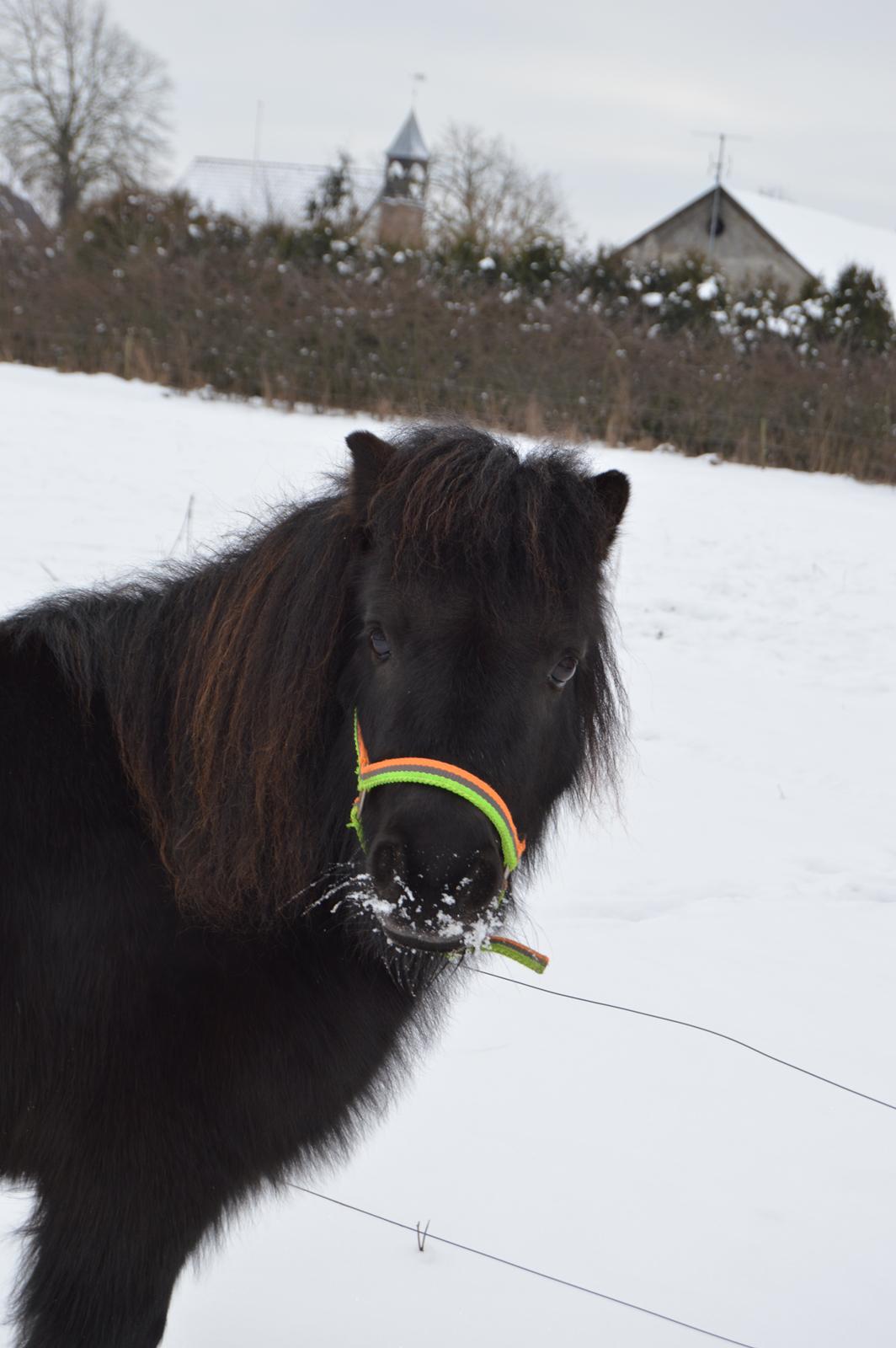 Shetlænder Loke billede 7