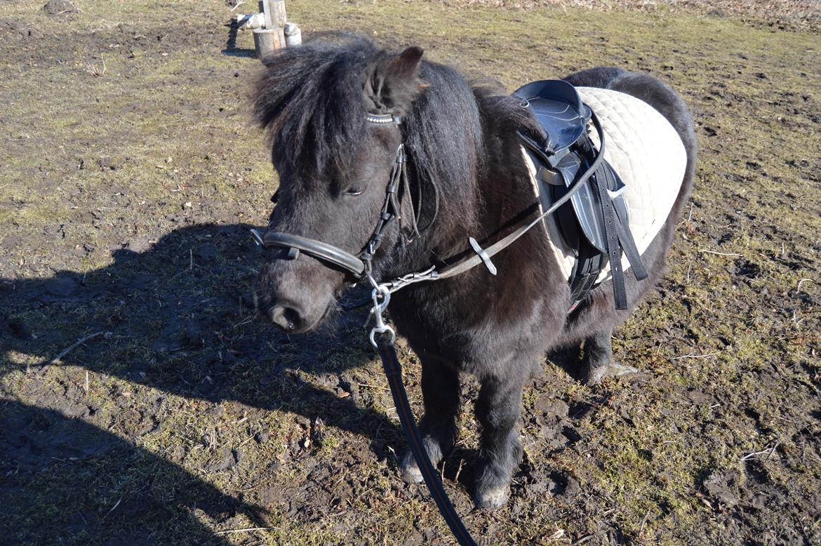 Shetlænder Loke billede 9