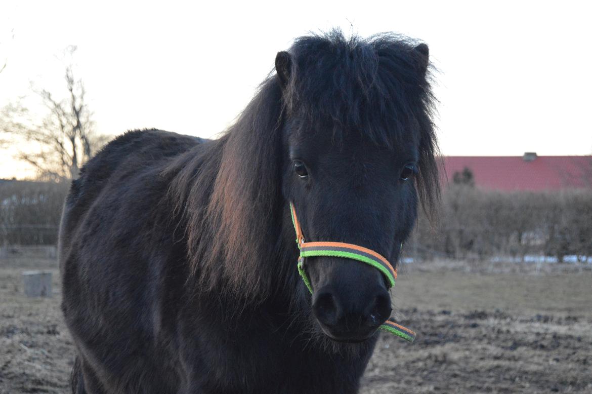 Shetlænder Loke billede 10