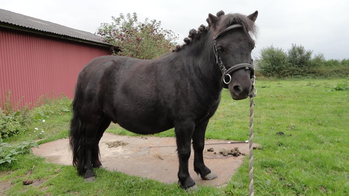 Shetlænder Loke billede 11