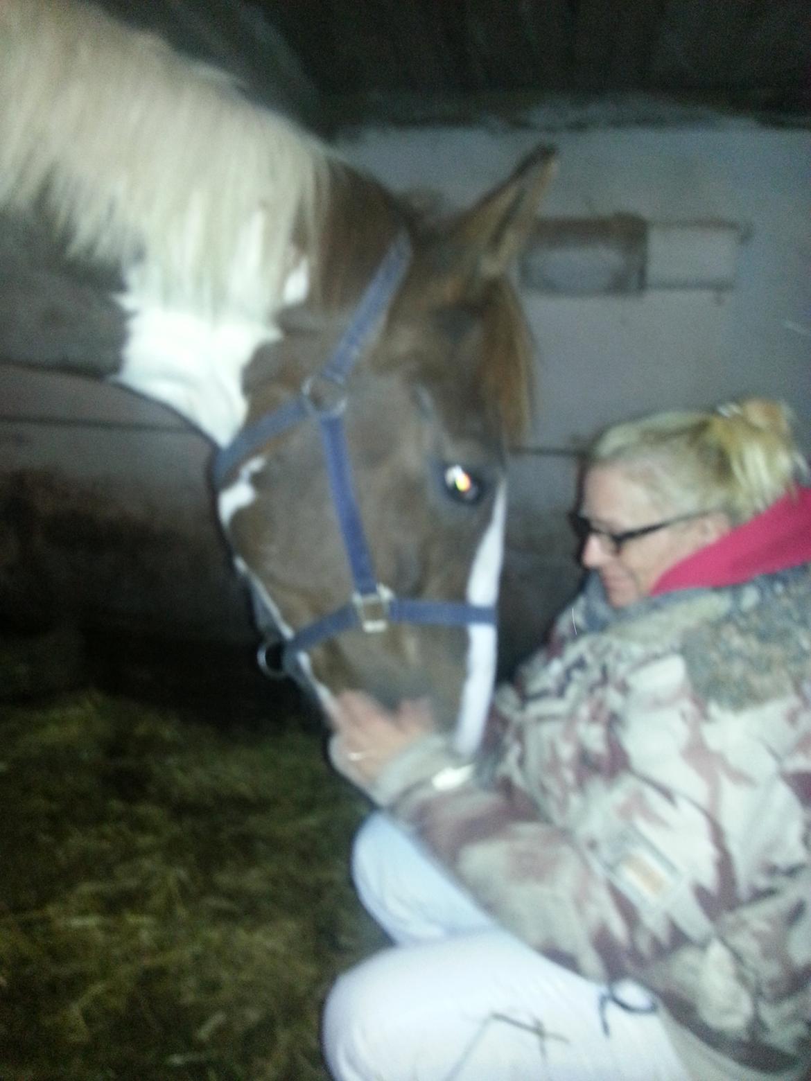 Pinto Whitney Lightfoot - Første aften i stalden, dømt hygge billede 2