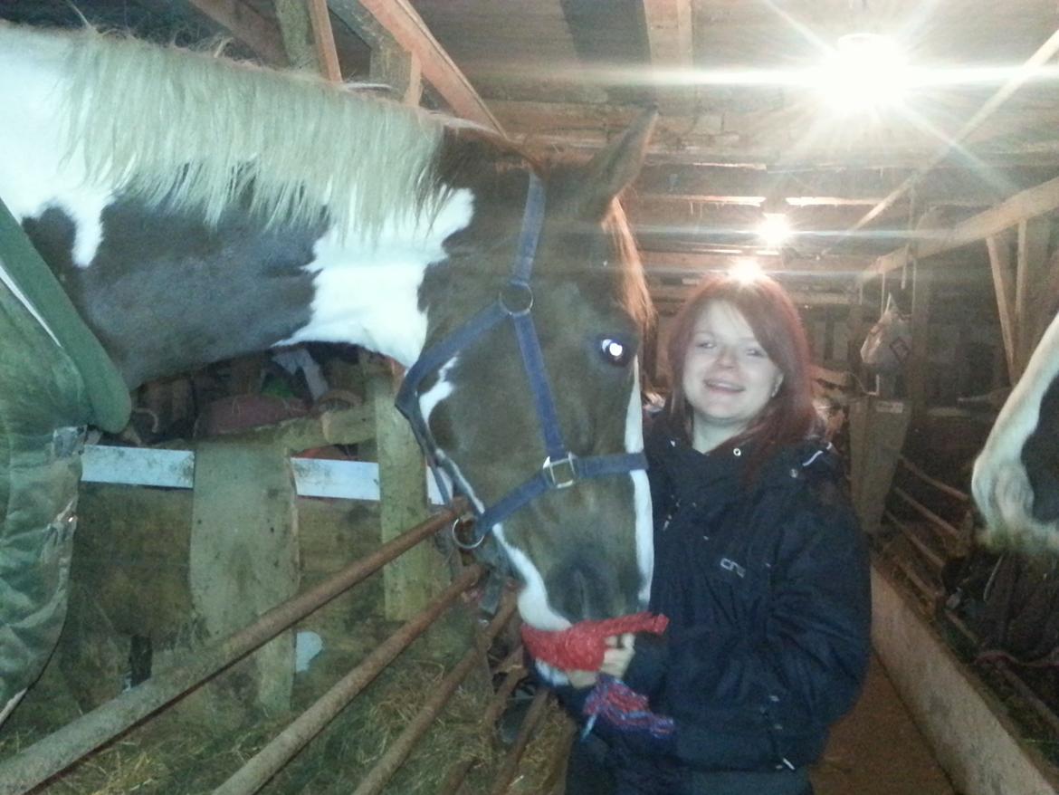 Pinto Whitney Lightfoot - Selv min datter der er lidt nervøs ved store heste, blev forelsket billede 5