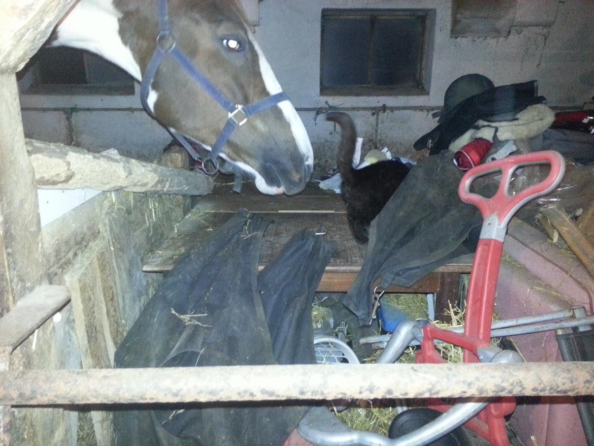 Pinto Whitney Lightfoot - Meget nysgerrig, katten var lige på visit billede 6