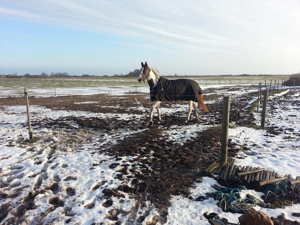 Pinto Whitney Lightfoot - Første gang ude i sneen efter jeg fik hende billede 3