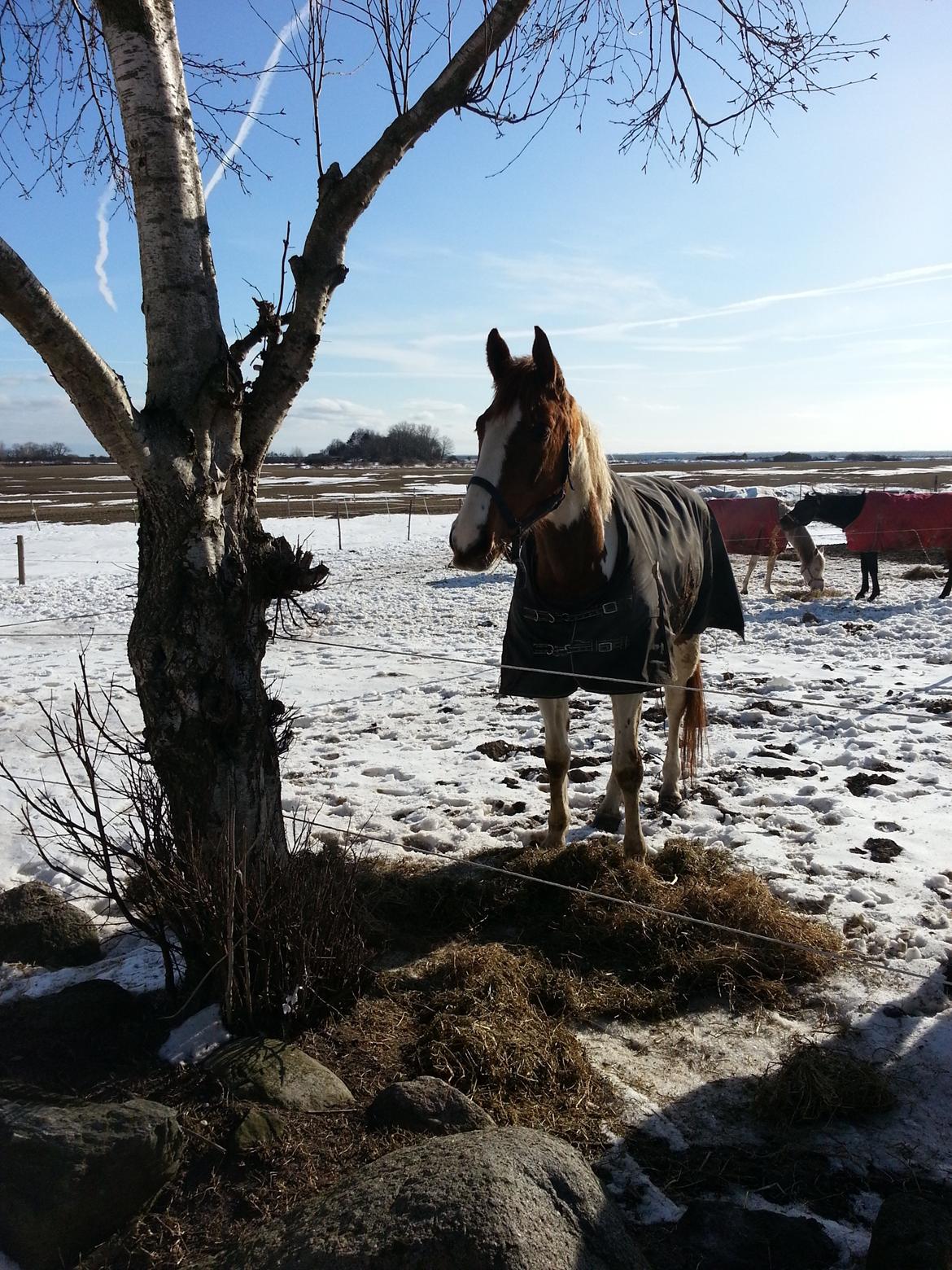 Pinto Whitney Lightfoot - Jubii, blå himmel, frisk luft efter 2 dage i stalden pga snestorm billede 1