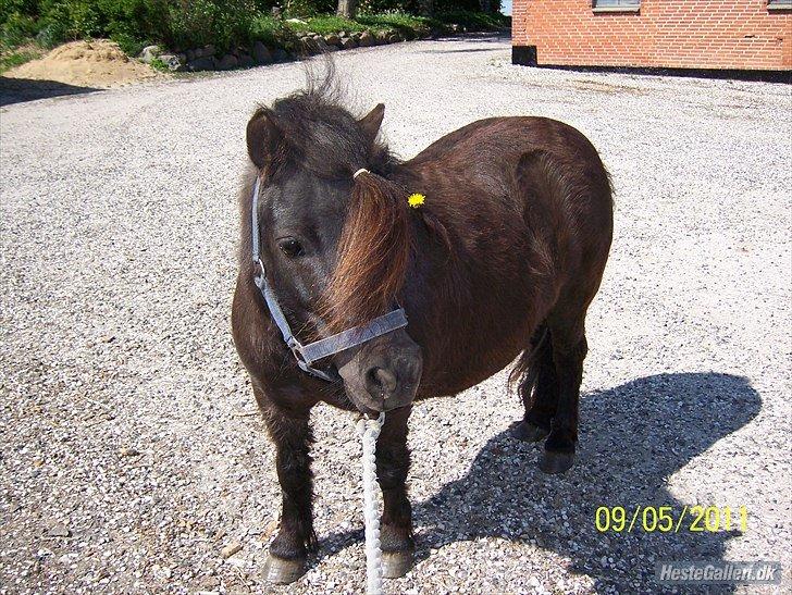 Shetlænder Kerryston Ruby billede 2