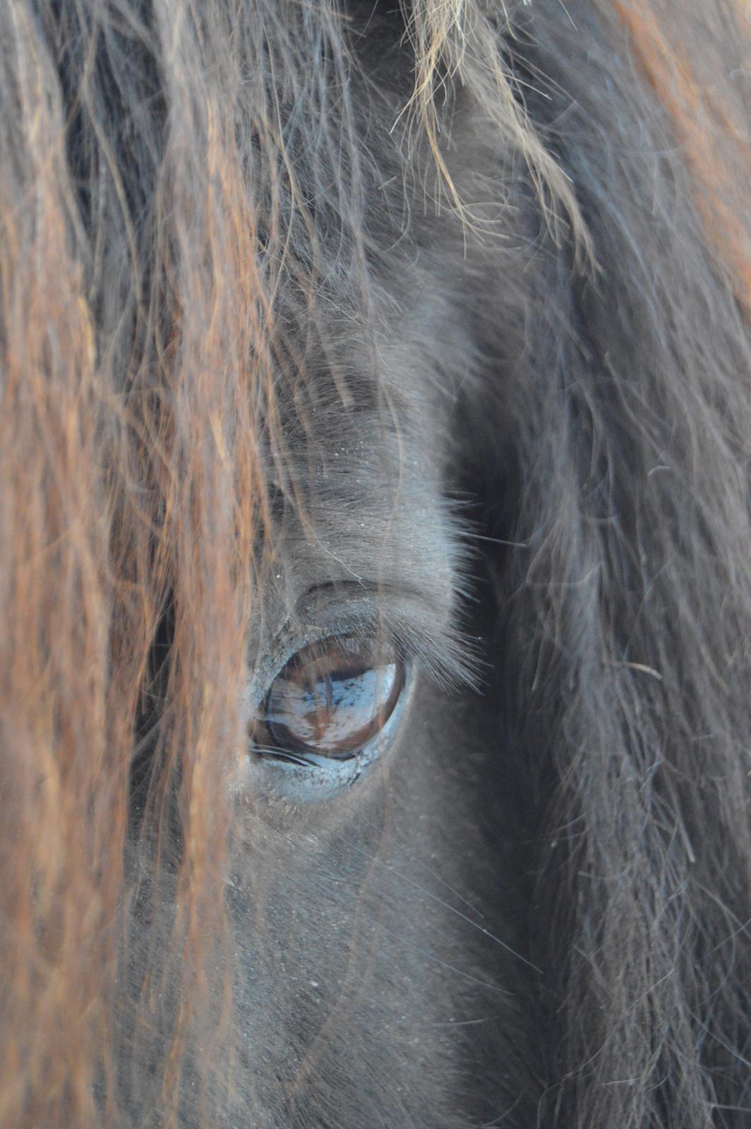 Shetlænder Kerryston Ruby billede 13