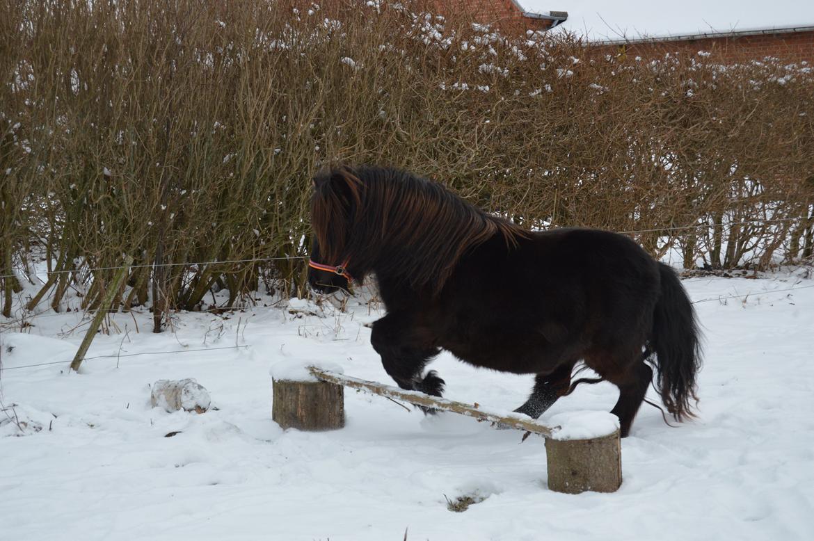 Shetlænder Kerryston Ruby billede 14