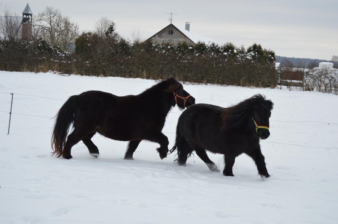 Shetlænder Kerryston Ruby billede 15