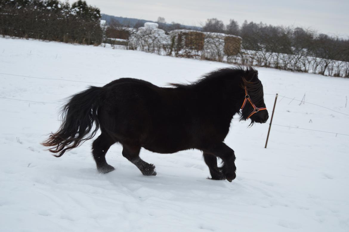 Shetlænder Kerryston Ruby billede 16