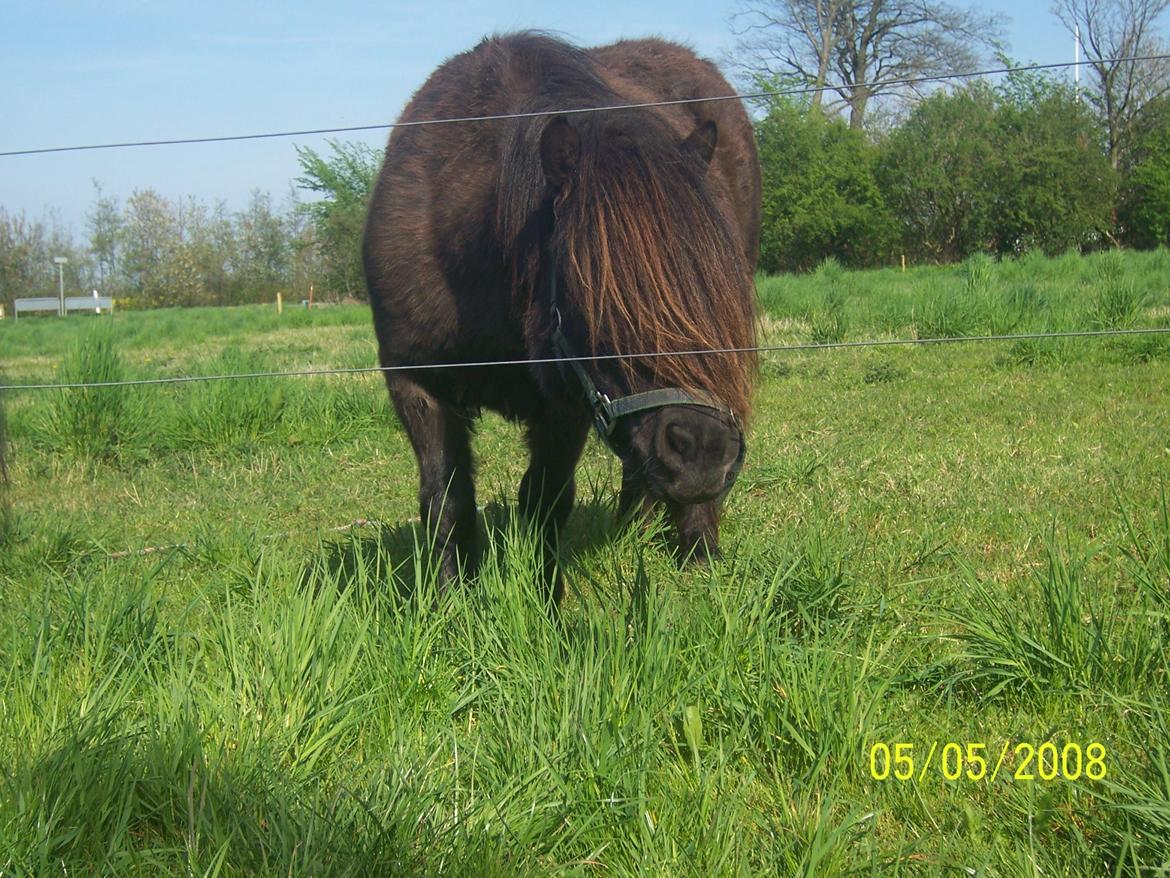 Shetlænder Kerryston Ruby billede 17