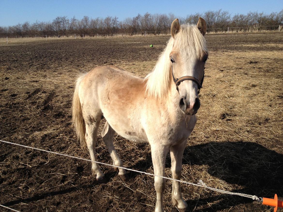Haflinger Askmon Nordan - Velkomme til Askmon´s profil :) Lig gerne en kommentar :) billede 1