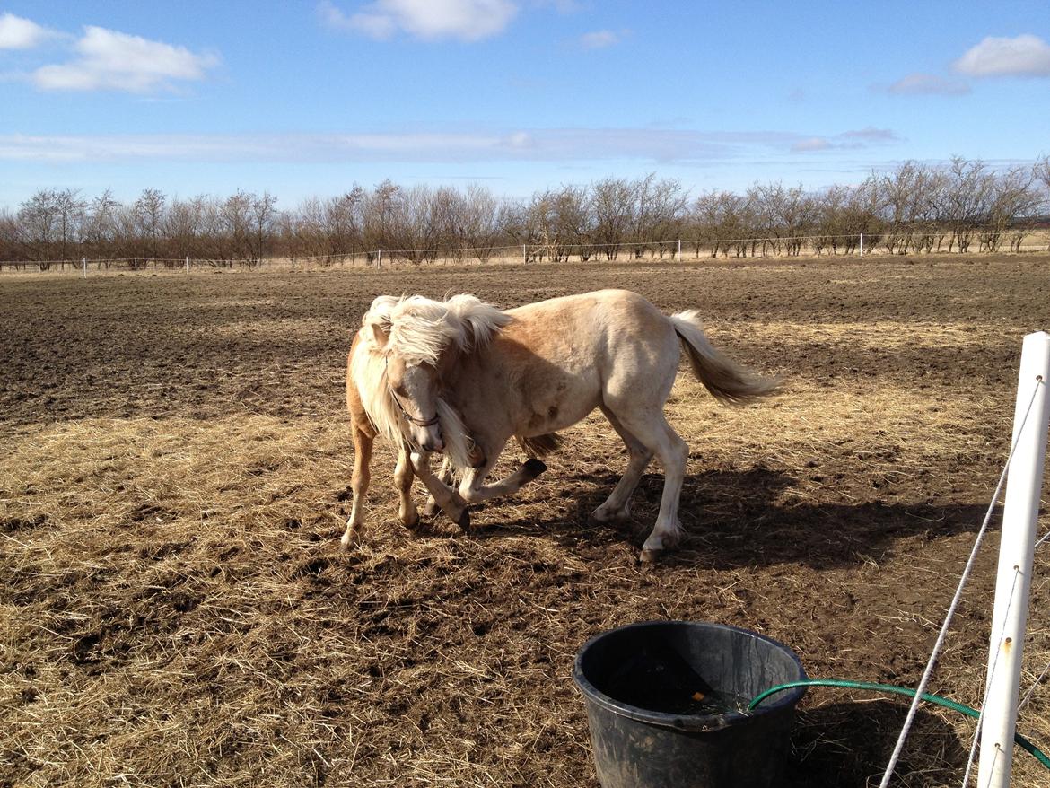 Haflinger Askmon Nordan - Nyt!
Askmon & hans nye ven Sacho der leger :) billede 19