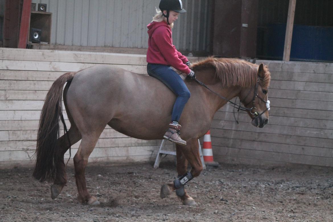 New Forest Engdalens Wendy - min bedste ven <3 - ridning uden sadel på skatten <3 Foto: Jana billede 6