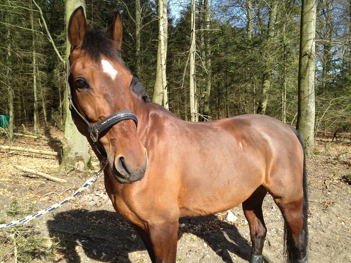Anden særlig race Cassie - Fredag d. 7 april 2013 billede 1