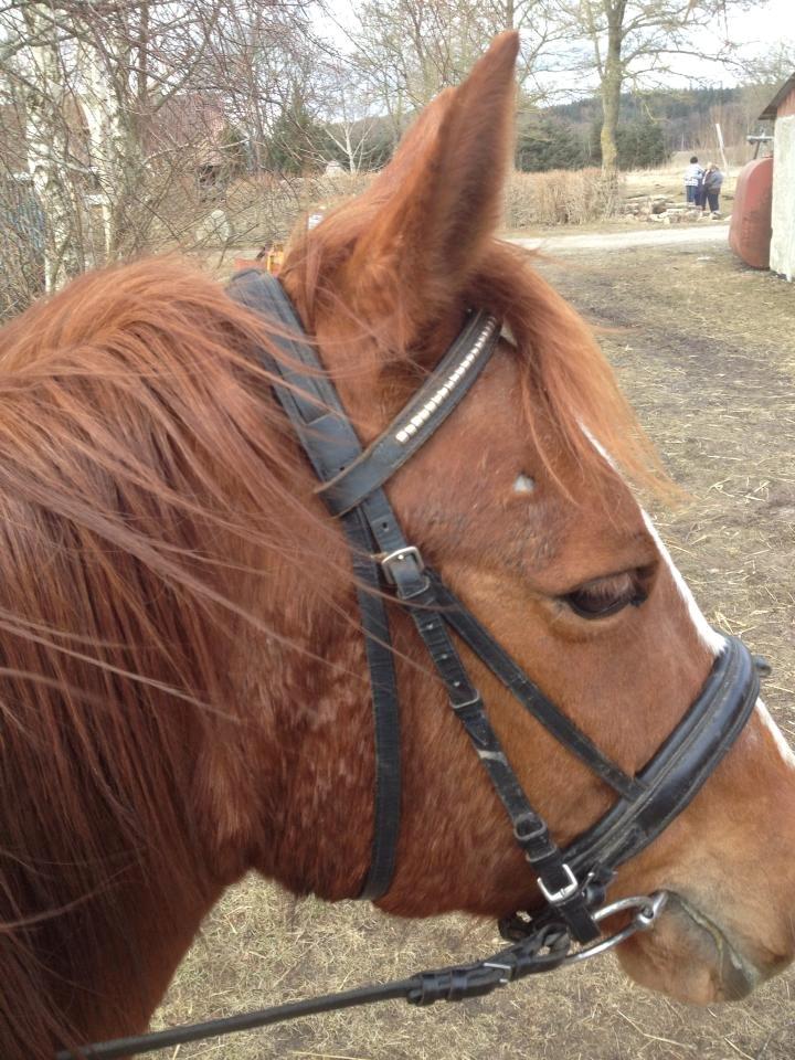 Anden særlig race Pilegådens El Camino - Camseeee<3:-* billede 4