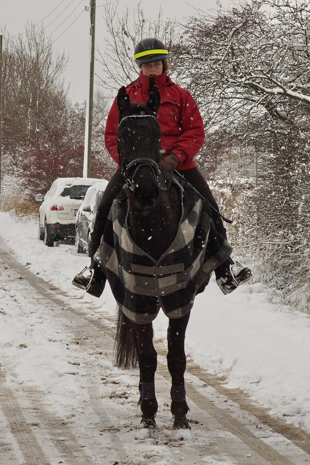 Oldenborg » Baxter - 2012. Super hyggelig juletur med stalden. ♥ billede 16