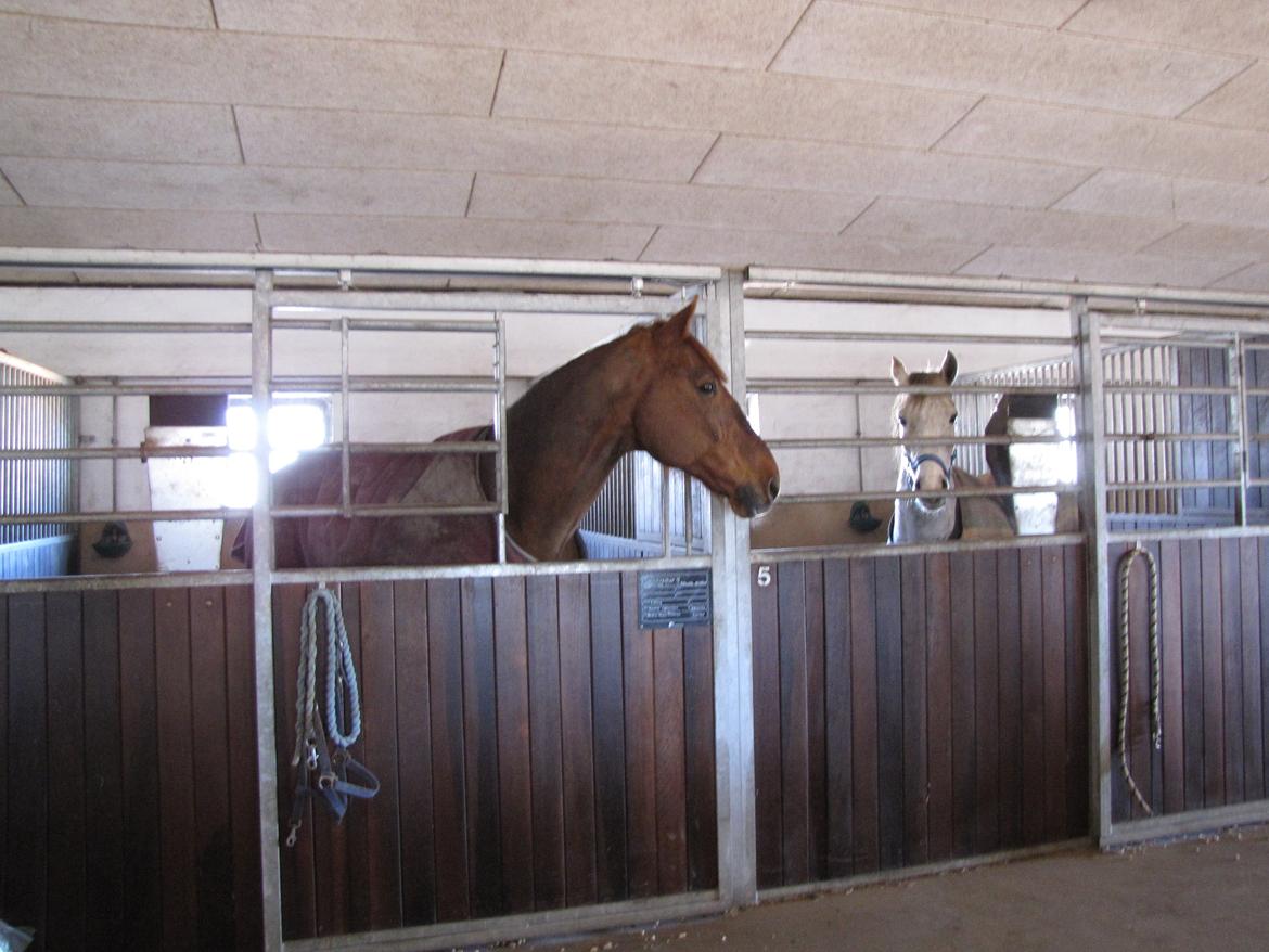 Hollandsk Varmblod Silvester billede 13