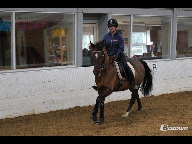 Anden særlig race Cassie - Dressur træning. billede 8