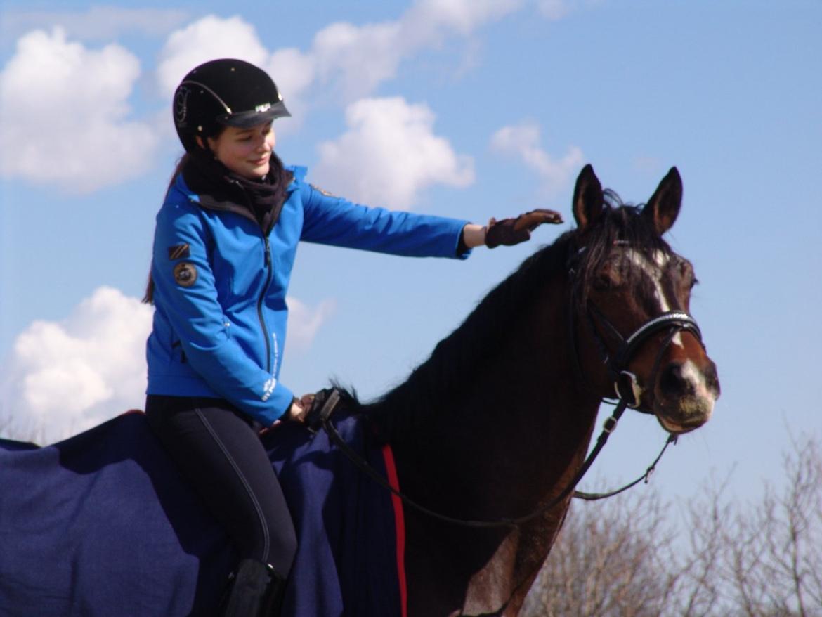 Dansk Varmblod Kronborgs Deco - HINGST - 6. April 2013 billede 18