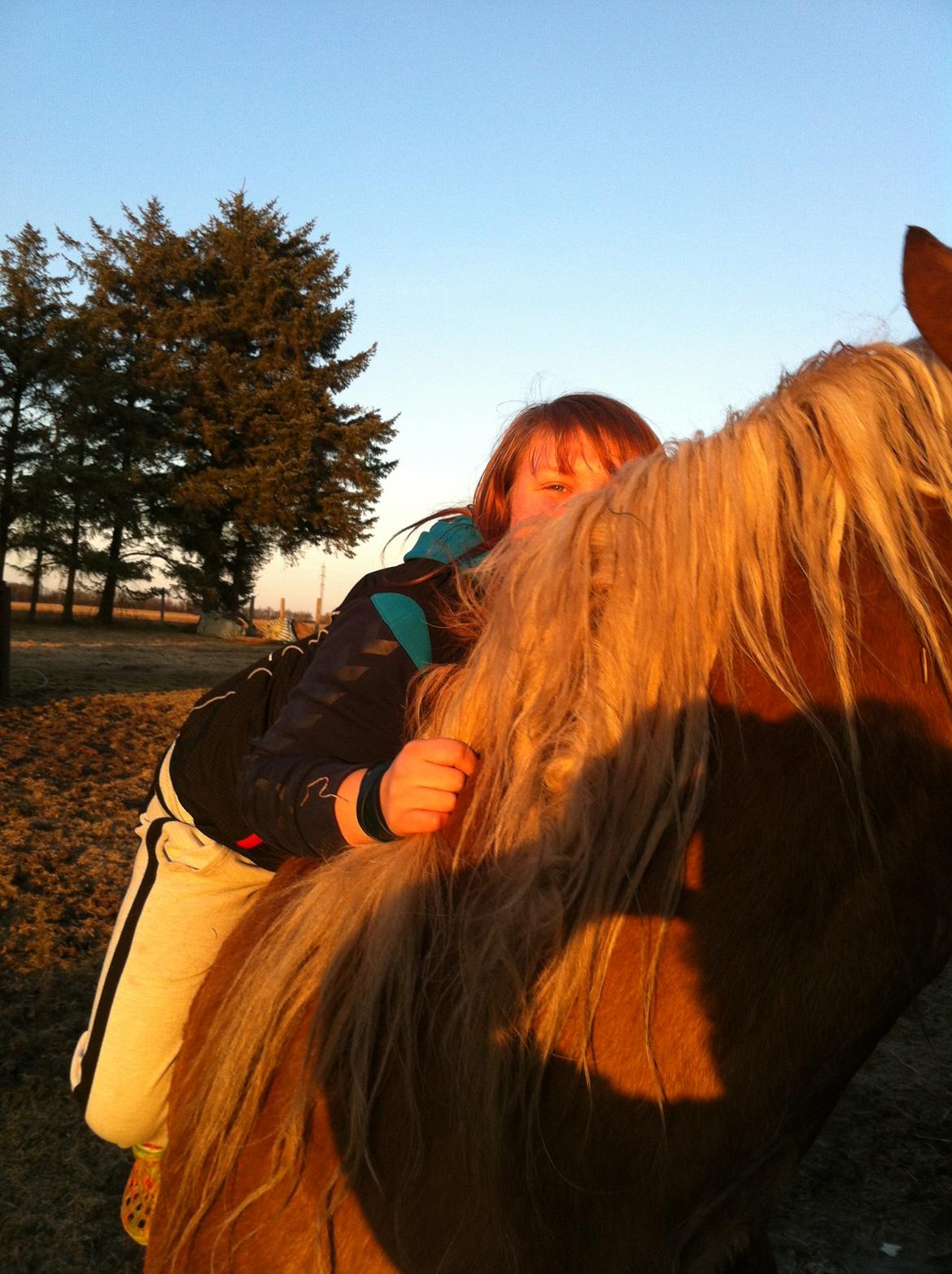 Haflinger Princess billede 3