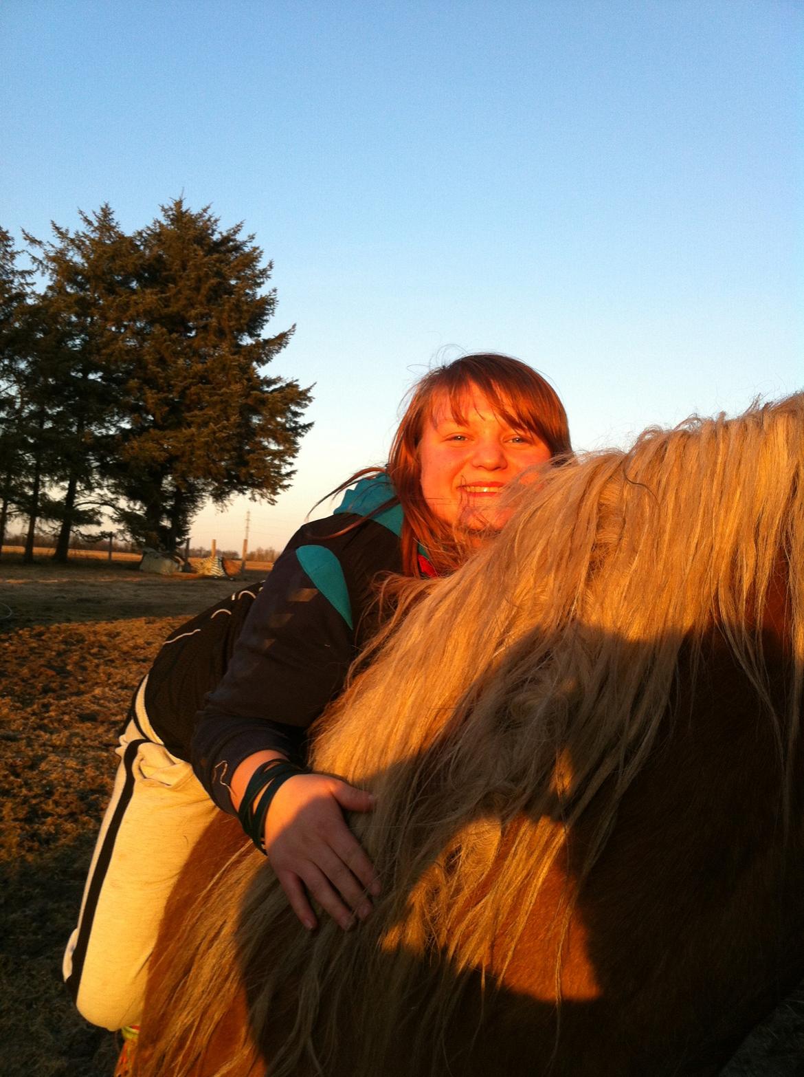 Haflinger Princess billede 4