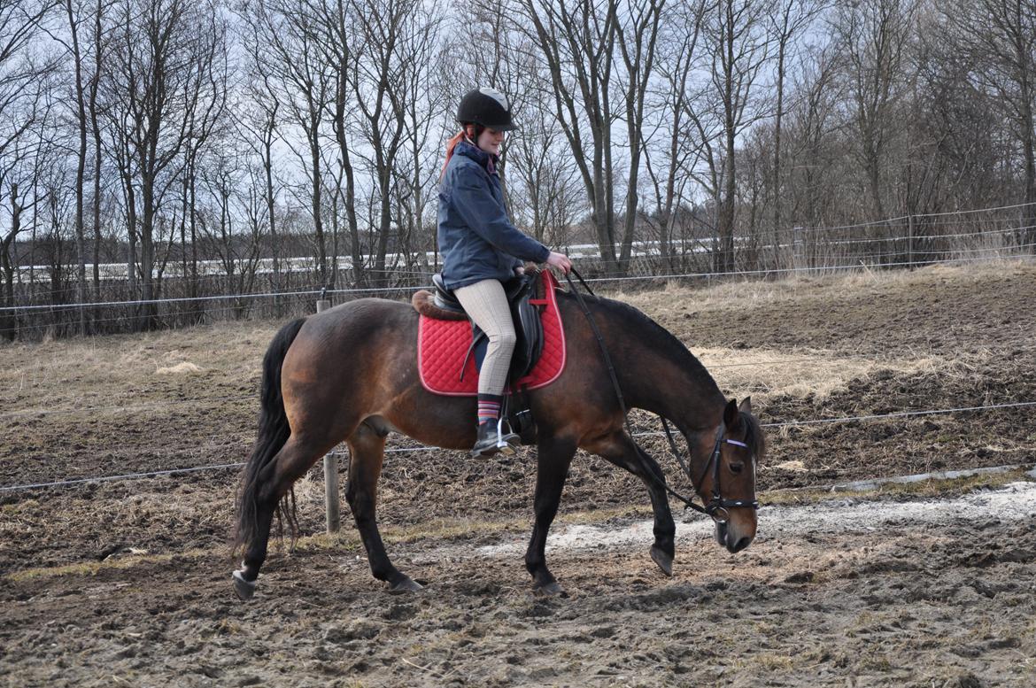 Anden særlig race Kasmir billede 18