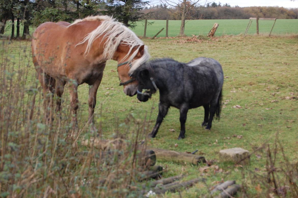 Haflinger Princess billede 5