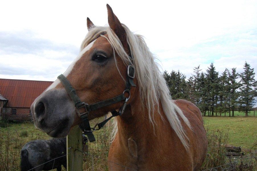 Haflinger Princess billede 2