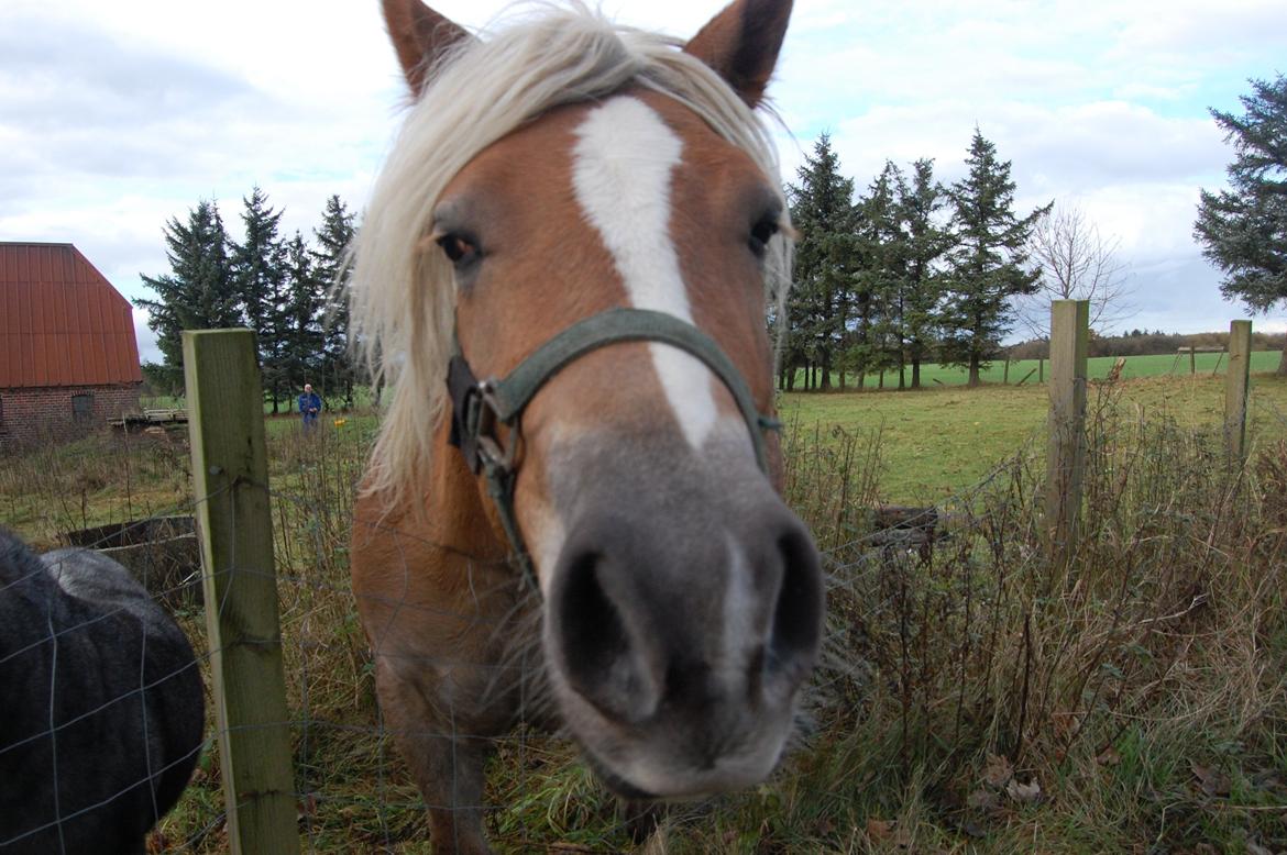 Haflinger Princess billede 6