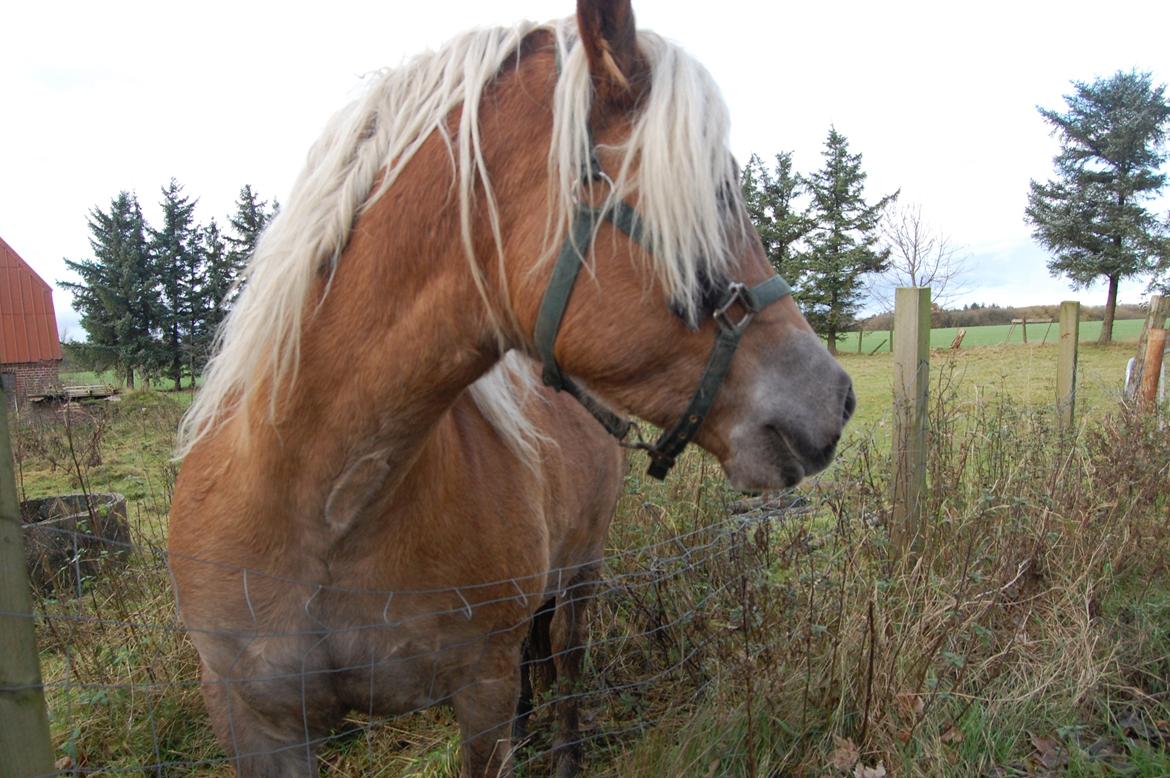 Haflinger Princess billede 1